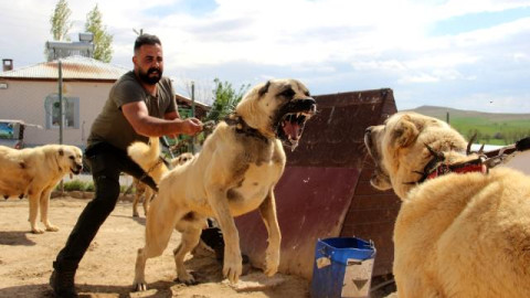 Anadolu Aslanları kangallar İzmir deki cezaevlerini koruyacak