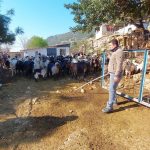 Bodrum'un drone'lu çobanı: Adım adım izliyor